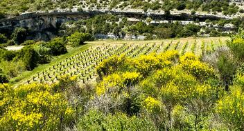 La route des vins du Minervois